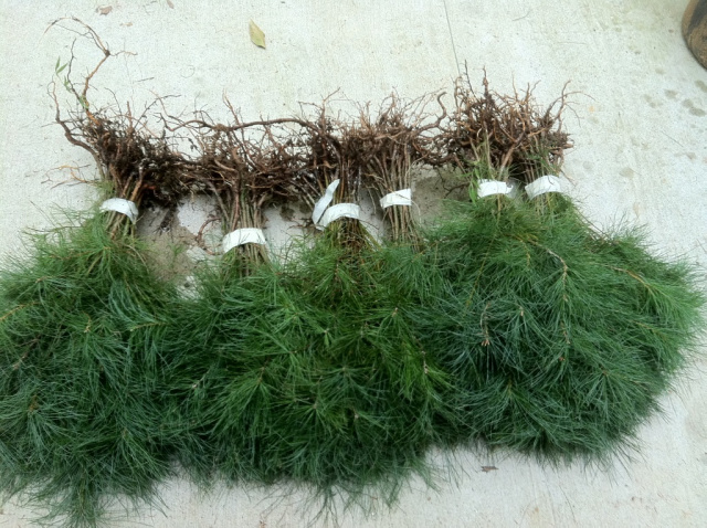 EASTERN WHITE PINE SEEDLINGS (100) LANDSCAPE NURSERY QUALITY 